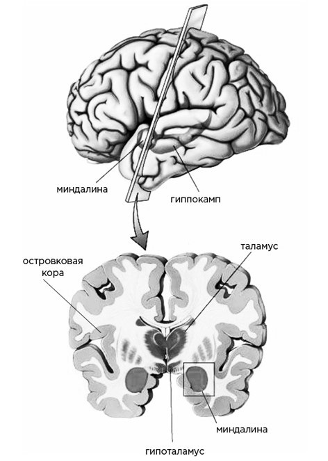 Иллюстрация к книге — Мозг и его потребности. От питания до признания [i_004.jpg]