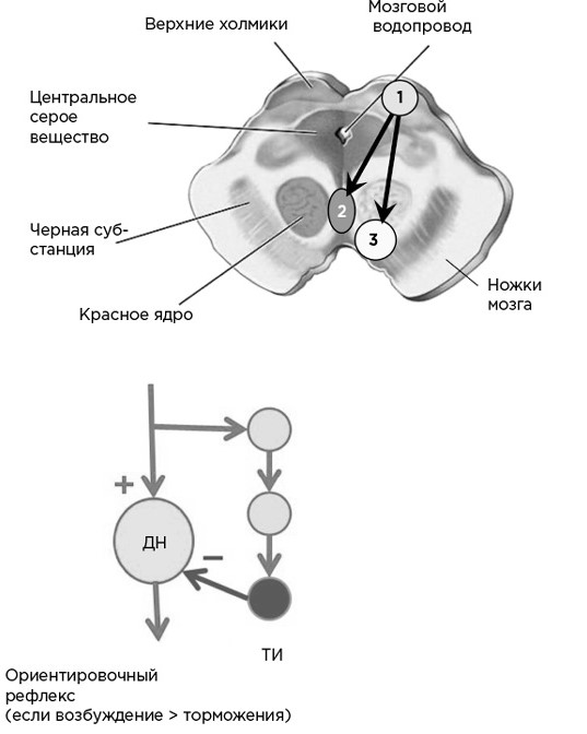 Иллюстрация к книге — Мозг и его потребности. От питания до признания [i_007.jpg]