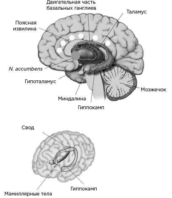 Иллюстрация к книге — Мозг и его потребности. От питания до признания [i_008.jpg]