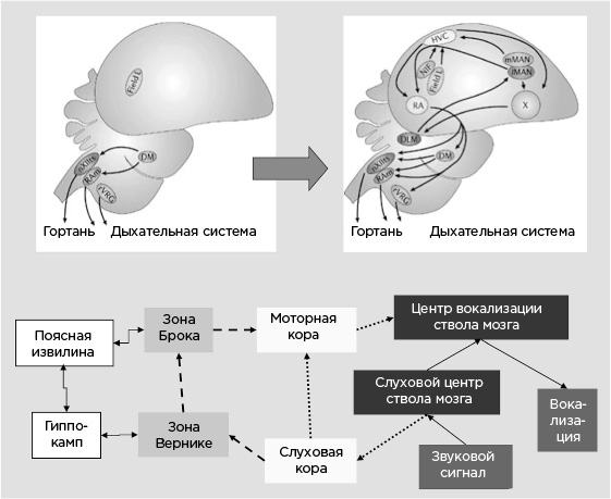 Иллюстрация к книге — Мозг и его потребности. От питания до признания [i_020.jpg]