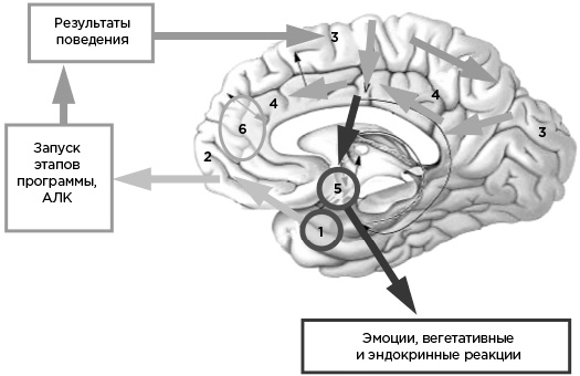 Иллюстрация к книге — Мозг и его потребности. От питания до признания [i_023.jpg]