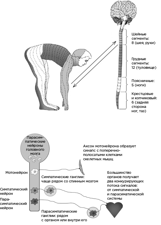 Иллюстрация к книге — Мозг и его потребности. От питания до признания [i_028.jpg]