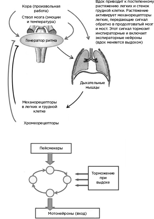 Иллюстрация к книге — Мозг и его потребности. От питания до признания [i_030.jpg]