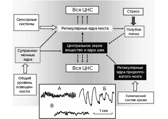 Иллюстрация к книге — Мозг и его потребности. От питания до признания [i_034.jpg]