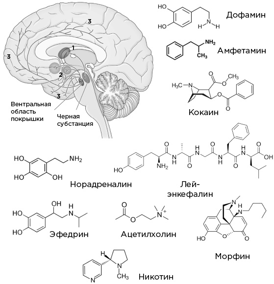 Иллюстрация к книге — Мозг и его потребности. От питания до признания [i_037.jpg]