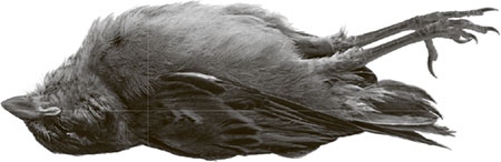 Иллюстрация к книге — Если бы мы были злодеями [i_002.jpg]