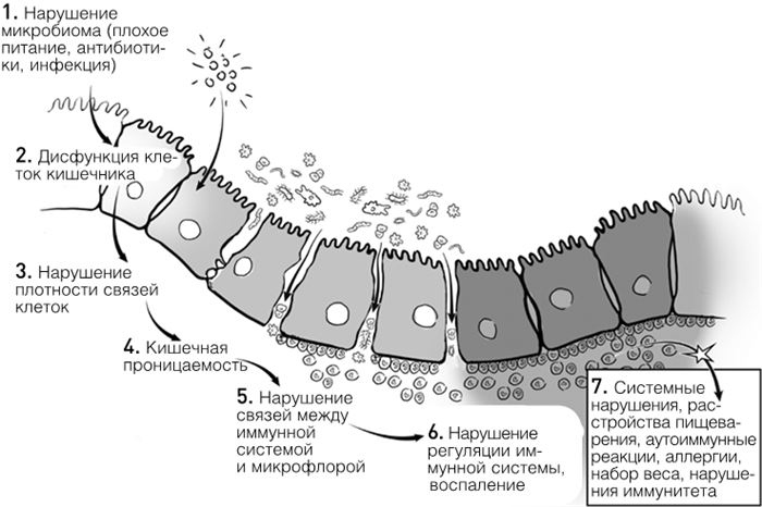 Иллюстрация к книге — Челюсти. Научное исследование о взаимосвязи между зубами, мозгом и кишечником + 40-дневный план питания, который поможет вернуть в норму здоровье ротовой полости и сформировать иммунитет к кариесу [i_025.jpg]