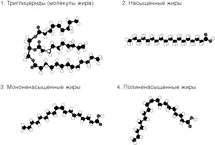 Иллюстрация к книге — Челюсти. Научное исследование о взаимосвязи между зубами, мозгом и кишечником + 40-дневный план питания, который поможет вернуть в норму здоровье ротовой полости и сформировать иммунитет к кариесу [i_034.jpg]