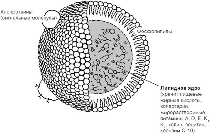 Иллюстрация к книге — Челюсти. Научное исследование о взаимосвязи между зубами, мозгом и кишечником + 40-дневный план питания, который поможет вернуть в норму здоровье ротовой полости и сформировать иммунитет к кариесу [i_035.jpg]