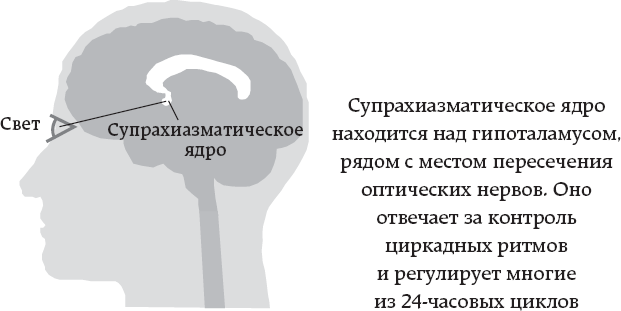 Иллюстрация к книге — One simple thing: почему йога работает? Новый взгляд на науку йоги [i_004.jpg]