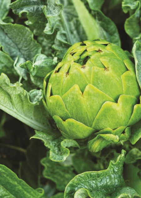 Иллюстрация к книге — Секрет щитовидки. Что скрывается за таинственными симптомами и болезнями щитовидной железы и как вернуть ей здоровье [i_003.jpg]