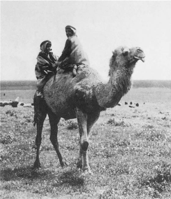 Иллюстрация к книге — Агата и археолог. Мемуары мужа Агаты Кристи [i_011.jpg]