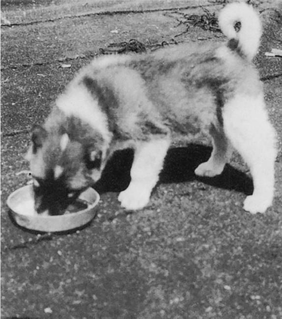 Иллюстрация к книге — Агата и археолог. Мемуары мужа Агаты Кристи [i_012.jpg]