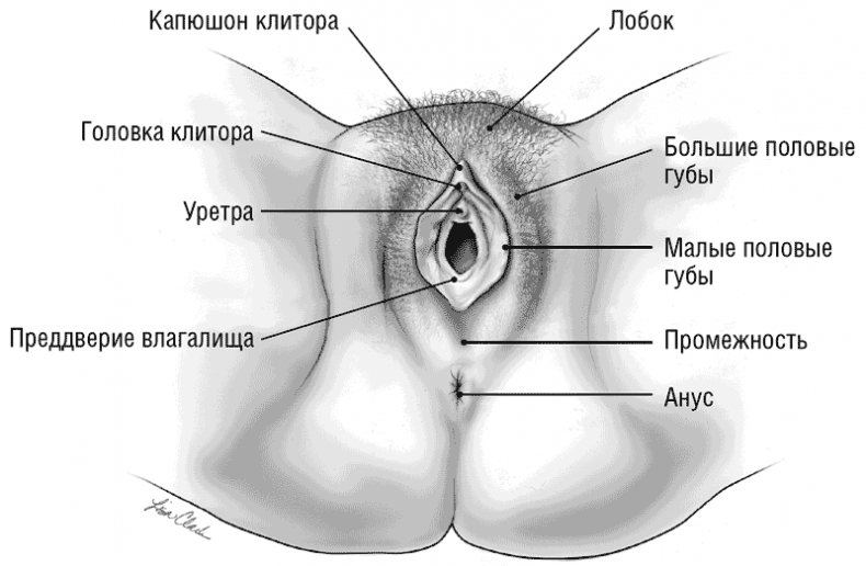 Иллюстрация к книге — The VAGINA BOOK. Главная книга для тех, у кого есть этот орган [i_001.jpg]