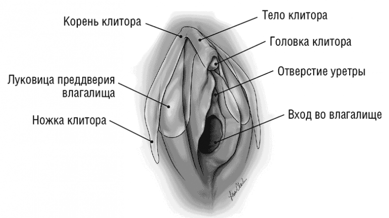Иллюстрация к книге — The VAGINA BOOK. Главная книга для тех, у кого есть этот орган [i_003.jpg]