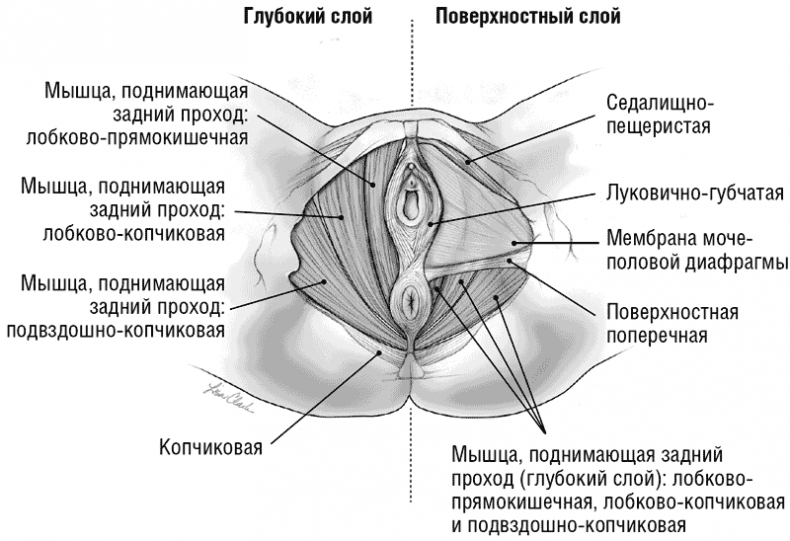 Иллюстрация к книге — The VAGINA BOOK. Главная книга для тех, у кого есть этот орган [i_004.jpg]