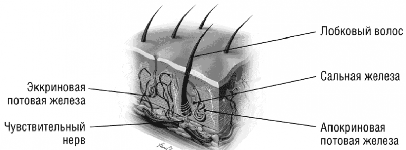 Иллюстрация к книге — The VAGINA BOOK. Главная книга для тех, у кого есть этот орган [i_009.jpg]