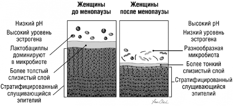 Иллюстрация к книге — The VAGINA BOOK. Главная книга для тех, у кого есть этот орган [i_011.jpg]