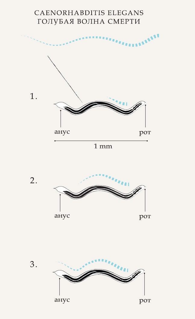 Иллюстрация к книге — Гарвардский Некромант [i_006.jpg]