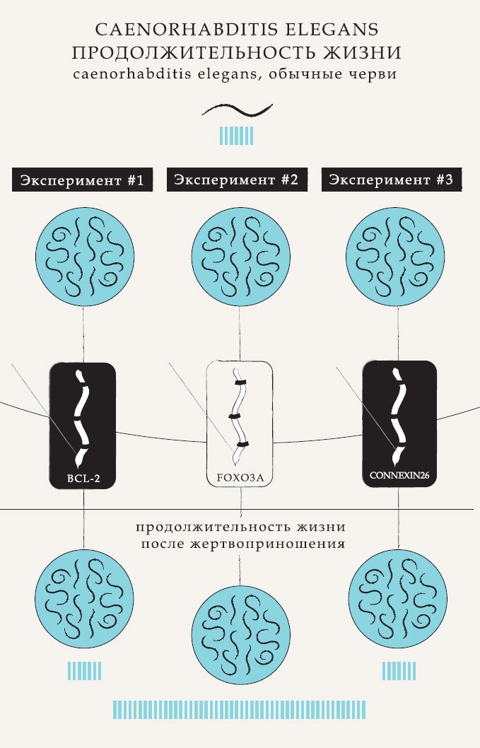 Иллюстрация к книге — Гарвардский Некромант [i_007.jpg]