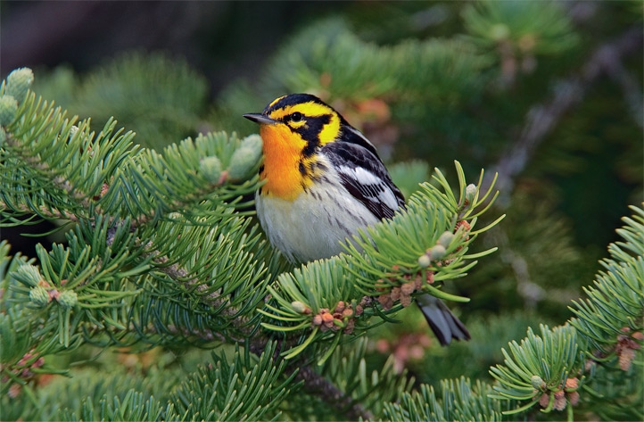 Иллюстрация к книге — Эволюция красоты. Как дарвиновская теория полового отбора объясняет животный мир – и нас самих [i_001.jpg]