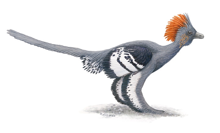 Иллюстрация к книге — Эволюция красоты. Как дарвиновская теория полового отбора объясняет животный мир – и нас самих [i_002.jpg]