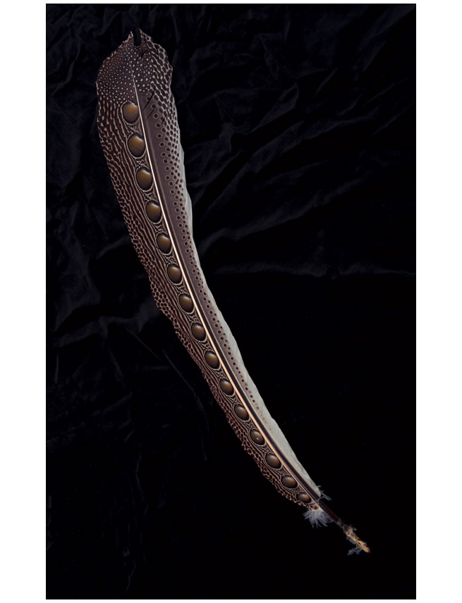 Иллюстрация к книге — Эволюция красоты. Как дарвиновская теория полового отбора объясняет животный мир – и нас самих [i_009.jpg]