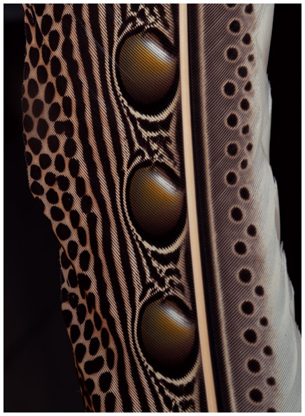 Иллюстрация к книге — Эволюция красоты. Как дарвиновская теория полового отбора объясняет животный мир – и нас самих [i_010.jpg]