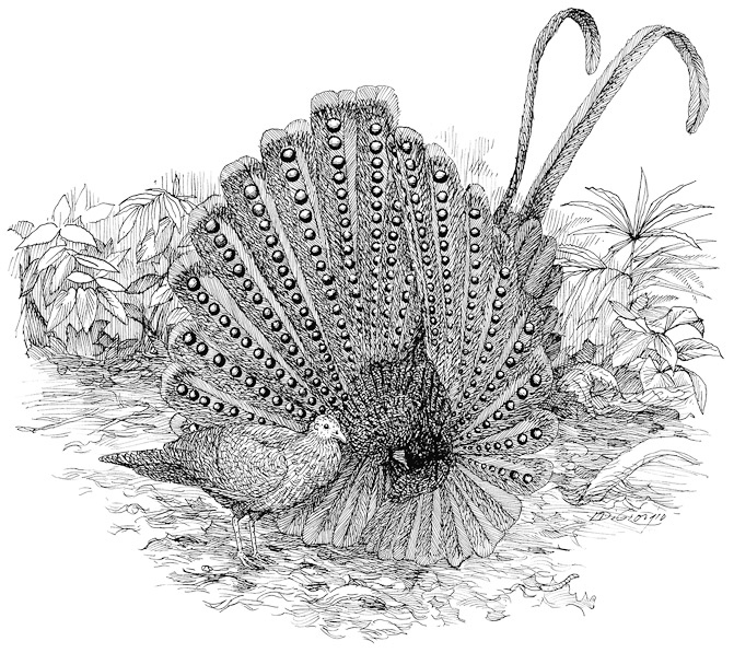 Иллюстрация к книге — Эволюция красоты. Как дарвиновская теория полового отбора объясняет животный мир – и нас самих [i_011.jpg]