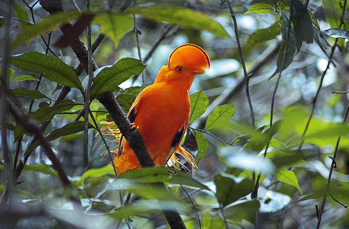 Иллюстрация к книге — Эволюция красоты. Как дарвиновская теория полового отбора объясняет животный мир – и нас самих [i_012.jpg]