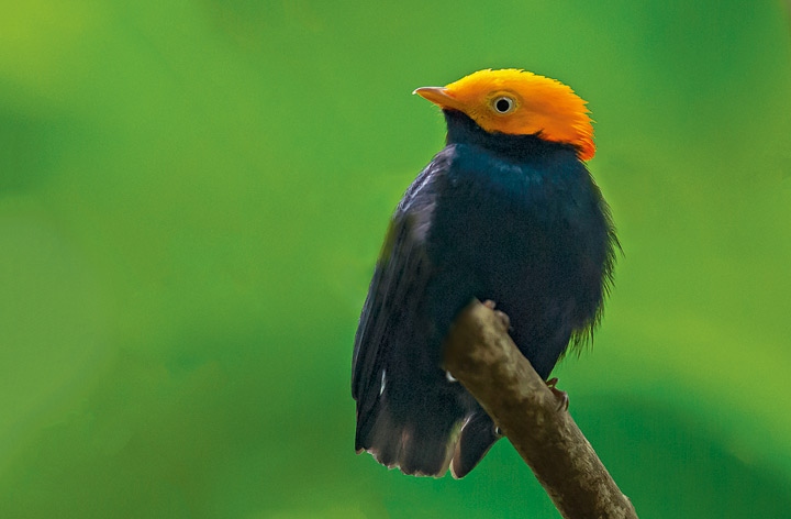 Иллюстрация к книге — Эволюция красоты. Как дарвиновская теория полового отбора объясняет животный мир – и нас самих [i_013.jpg]