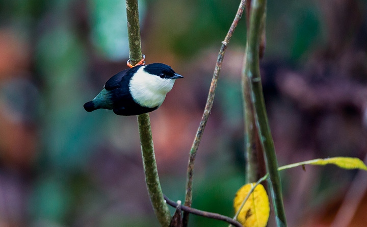 Иллюстрация к книге — Эволюция красоты. Как дарвиновская теория полового отбора объясняет животный мир – и нас самих [i_015.jpg]