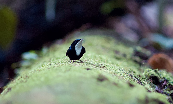 Иллюстрация к книге — Эволюция красоты. Как дарвиновская теория полового отбора объясняет животный мир – и нас самих [i_017.jpg]