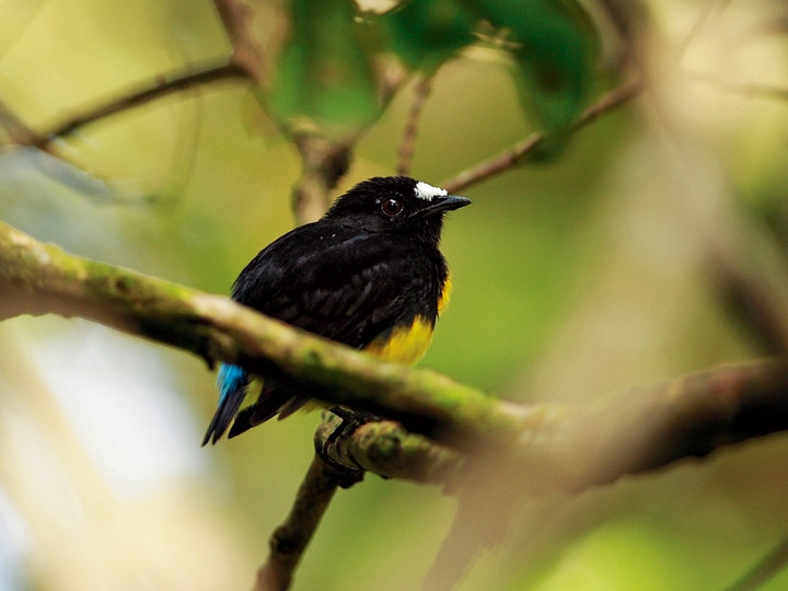 Иллюстрация к книге — Эволюция красоты. Как дарвиновская теория полового отбора объясняет животный мир – и нас самих [i_018.jpg]