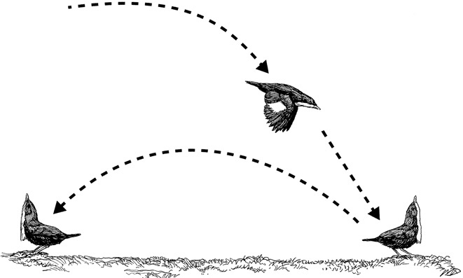 Иллюстрация к книге — Эволюция красоты. Как дарвиновская теория полового отбора объясняет животный мир – и нас самих [i_019.jpg]