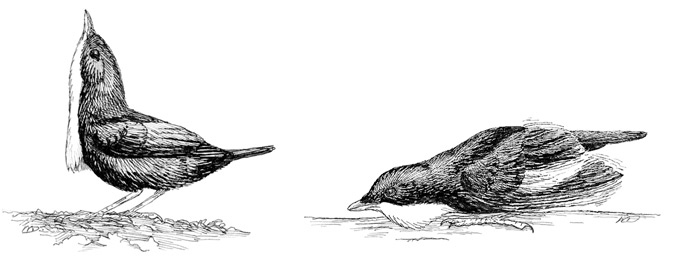 Иллюстрация к книге — Эволюция красоты. Как дарвиновская теория полового отбора объясняет животный мир – и нас самих [i_020.jpg]