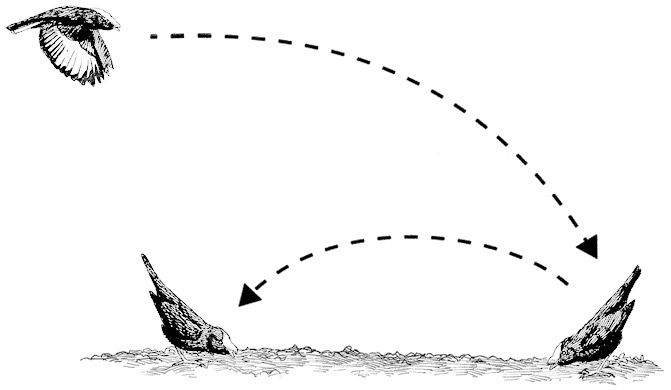 Иллюстрация к книге — Эволюция красоты. Как дарвиновская теория полового отбора объясняет животный мир – и нас самих [i_022.jpg]