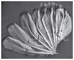 Иллюстрация к книге — Эволюция красоты. Как дарвиновская теория полового отбора объясняет животный мир – и нас самих [i_029.jpg]