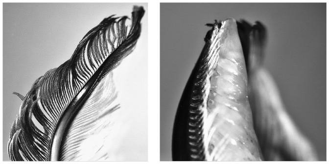 Иллюстрация к книге — Эволюция красоты. Как дарвиновская теория полового отбора объясняет животный мир – и нас самих [i_030.jpg]