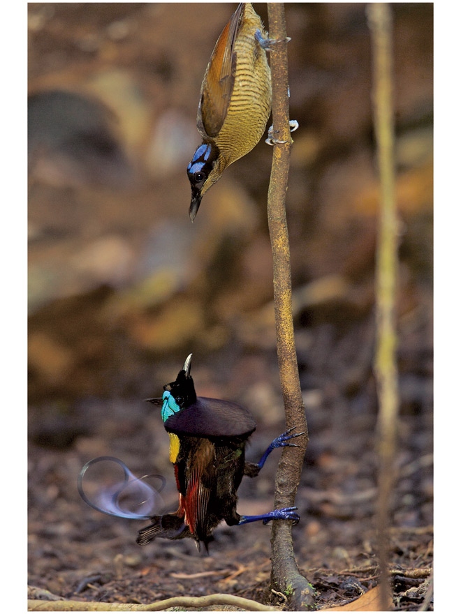 Иллюстрация к книге — Эволюция красоты. Как дарвиновская теория полового отбора объясняет животный мир – и нас самих [i_033.jpg]