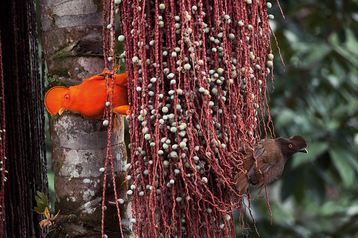 Иллюстрация к книге — Эволюция красоты. Как дарвиновская теория полового отбора объясняет животный мир – и нас самих [i_034.jpg]