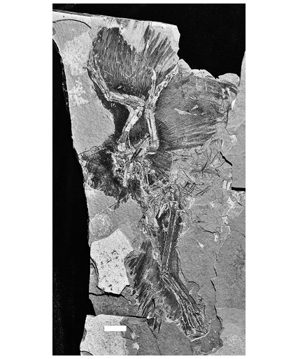 Иллюстрация к книге — Эволюция красоты. Как дарвиновская теория полового отбора объясняет животный мир – и нас самих [i_036.jpg]