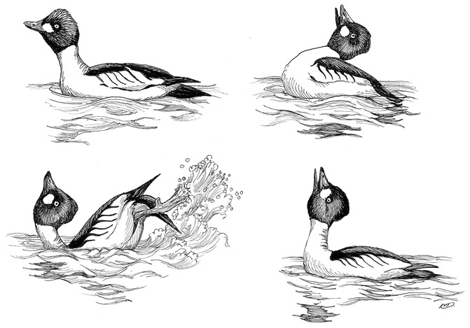 Иллюстрация к книге — Эволюция красоты. Как дарвиновская теория полового отбора объясняет животный мир – и нас самих [i_039.jpg]