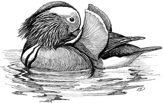 Иллюстрация к книге — Эволюция красоты. Как дарвиновская теория полового отбора объясняет животный мир – и нас самих [i_040.jpg]