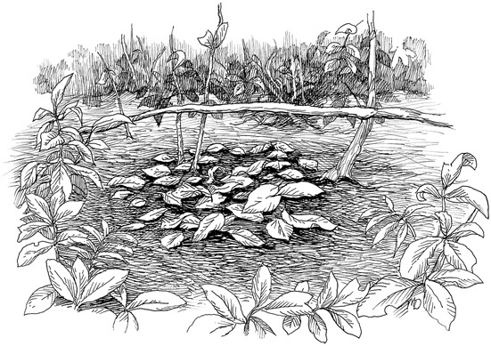 Иллюстрация к книге — Эволюция красоты. Как дарвиновская теория полового отбора объясняет животный мир – и нас самих [i_044.jpg]