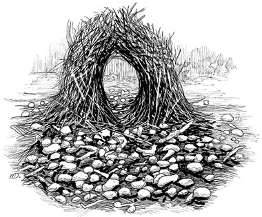 Иллюстрация к книге — Эволюция красоты. Как дарвиновская теория полового отбора объясняет животный мир – и нас самих [i_045.jpg]