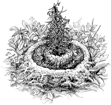 Иллюстрация к книге — Эволюция красоты. Как дарвиновская теория полового отбора объясняет животный мир – и нас самих [i_046.jpg]