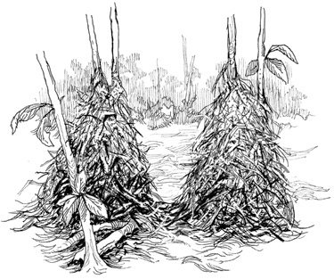 Иллюстрация к книге — Эволюция красоты. Как дарвиновская теория полового отбора объясняет животный мир – и нас самих [i_047.jpg]