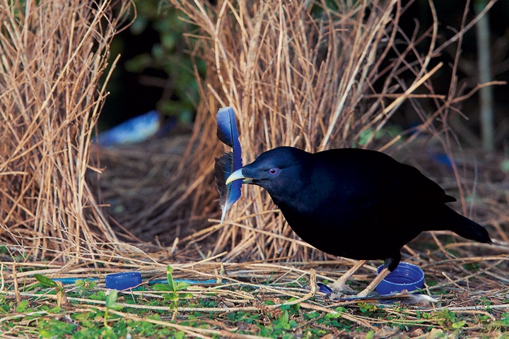 Иллюстрация к книге — Эволюция красоты. Как дарвиновская теория полового отбора объясняет животный мир – и нас самих [i_049.jpg]