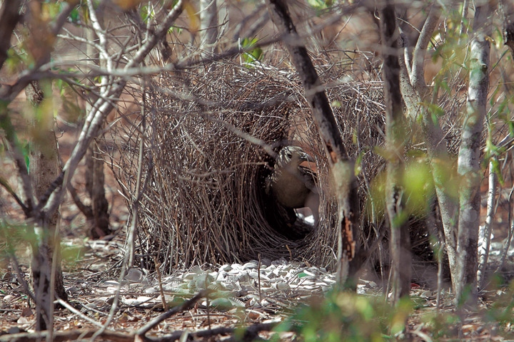 Иллюстрация к книге — Эволюция красоты. Как дарвиновская теория полового отбора объясняет животный мир – и нас самих [i_050.jpg]